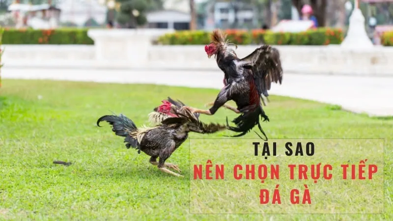 Quy trình tổ chức và phát sóng trận đấu đá gà