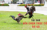 Hướng Dẫn Đặt Cược Đá Gà Trực Tiếp C3